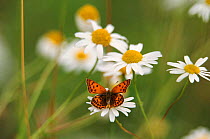 Scarce copper butterfly {Lycaena virgaureae} on Daisies {Leucanthemum vulgare} Sweden