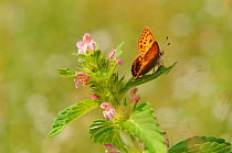 Scarce copper butterfly {Lycaena virgaureae} on  {Lamium hybridum} Sweden