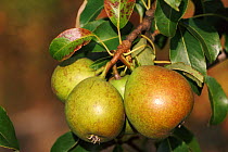 Cultivated pears Alexander lukas variety {Pyrus communis} Sweden