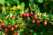 Cultivated gooseberries {Ribes uva crispa} Achilles variety. Sweden