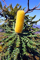 Slender banksia flower {Banksia attenuata} Western Australia