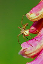 Nursey web spider carrying egg case {Pisaura mirabilis} Germany