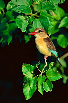 Brown hooded kingfisher {Halcyon albiventris} Botswana