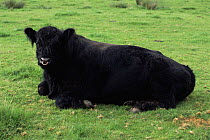 Domestic Galloway bull resting {Bos taurus} Scotland, UK