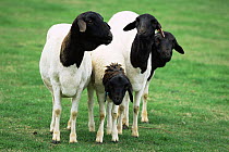 Black headed sheep {Ovis aries} Suffolk, UK