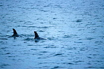 Risso's dolphins {Grampus griseus} Scotland, UK