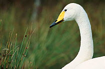 Whooper swan portrait {Cygnus cygnus} Scotland, UK