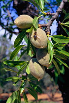 Almond fruit on tree {Prunus dulcis} Catalonia, Spain