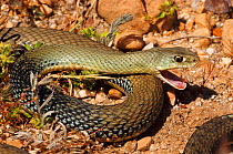 Montpellier snake {Malpolon monspessulanus}  Spain