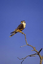Aplomado falcon {Falco femoralis} perched, Laguna Atascosa NWR, Texas, USA