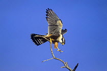 Aplomado falcon {Falco femoralis} landing on branch, Laguna Atascosa NWR, Texas, USA