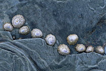 Common limpets {Patella vulgata} on rock at low tide, Borth Wen, Lleyn peninsula, Gwynedd, Wales, UK