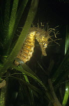 Maned seahorse {Hippocampus ramulosus} Spain