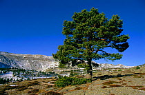 Scots pine tree with cones {Pinus sylvestris} Spain