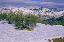 Olive trees in snow {Olea europaea} Spain