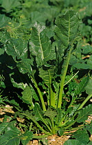 Beet plant {Beta vulgaris} growing in soil, Spain
