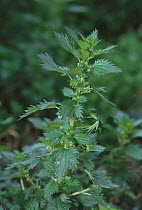 Stinging nettle {Urtica dioica} Spain