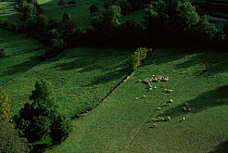 Herd of Merino sheep with shepherd, Pyrenees, Huesca, Spain