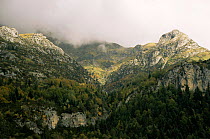 Tree line on wooded hillside, low clouds, Otono, Bujareulo, Pyrenees NP, Heusca, Spain