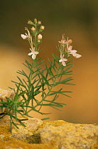 Germander {Teucrium pseudochamaepytis} in flower on a stone wall, Spain