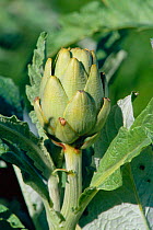 Globe artichoke fruit {Cynara cardunculus flavescens} Spain