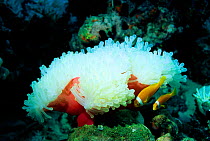 Bleached Magnificent sea anemone {Heteractis magnifica} + Anemone fish. {Amphiprion nigrippes} Maldives - loss of algae from anemone tissues results in bleaching