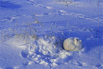 Arctic fox asleep in snow burrow {Vulpes lagopus}