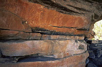 Aboriginal rock art paintings of fish, Ubirr, Kakuda NP, Northern Territory, Australia