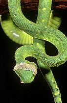 Green bush viper moulting {Atheris chloroechis} captive, occurs West Africa