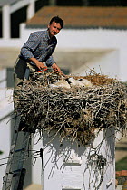 Researcher tagging White stork chicks at nest {Ciconia ciconia} Spain