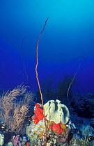 Coral reef with Sea whip {Junceella sp} + Black coral {Antipathes sp}. Indian ocean