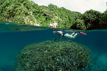 Snorkelling above coral, Palau, Micronesia