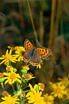Small copper butterfly with torn wing, possibly from bird attack, {Lycaena phlaeas} Sussex, UK. On Ragwort.