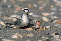 Least tern at nest with newly hatched chicks {Sternula antillarum} Long Island, New York, USA