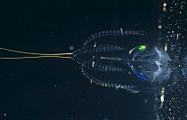 Comb jelly underwater (Ctenophora) Indo-Pacific