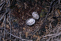 Nightjar eggs in ground nest {Caprimulgus europaeus} Sussex heathland, England, UK