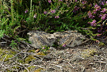 Nightjar 11-day-old juveniles in nest, {Caprimulgus europaeus} Sussex, England, UK