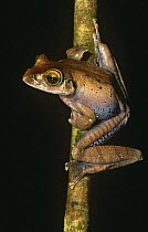 Leaf litter frog portrait {Boophis madagascariensis} Anjanaharibe-Sud Reserve, North Madagascar