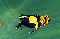 Painted mantella frog (Mantella madagascariensis) on leaf, Mantadia NP, Eastern Madagascar, vulnerable species