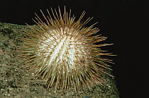 Sea urchin {Echinus acutus} Norway