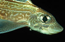 Ratfish {Chimaera monstrosa} Trondheimsfjord, Norway