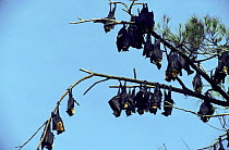 Spectacled flying foxes at daytime roost {Pteropus conspicillatus} Madang, Papua New Guinea
