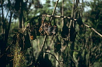 Red flying foxes (Pteropus scapulatus) roosting ifrom branches, Brisbane, Australia