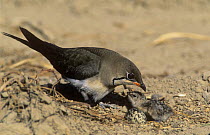 Collared pratincole {Glareola pratincola} with newly hatched chick and egg, Sohar, Oman