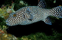 Guineafowl pufferfish, spotted phase {Arothron meleagris} Cocos Is, Costa Rica