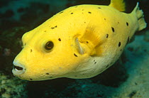 Guineafowl pufferfish, yellow phase (Arothron meleagris) Cocos Island, Costa Rica