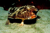 Galapagos batfish {Ogcocephalus darwini} Cocos Is, Costa Rica