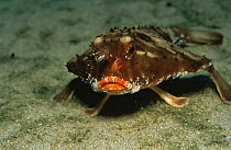 Galapagos batfish {Ogcocephalus darwini} Cocos Island, Costa Rica