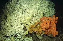 Cold water corals (Lophelia perfusa) and (Paragorgia arborea) Norway