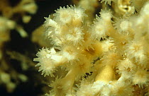 Cold water coral reef (Lophelia perfusa) Trondheimsfjord, Norway